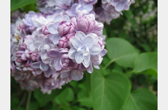 Mooie bloemen