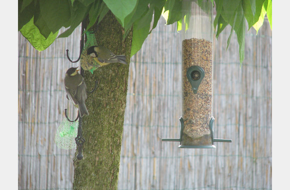 De vogeltjes hebben het goed in onze tuin