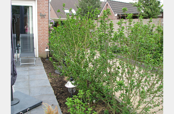 Mooi rijtje