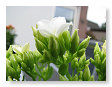 De nieuwe bloemetjes