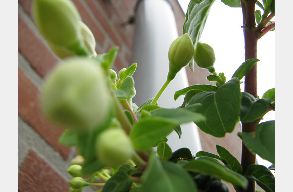 nog een fuchsia
