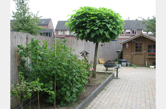 De trompetboom heeft giga bladeren