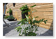 een hartjes plant