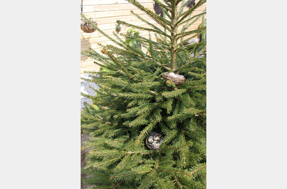in de kerstboom?