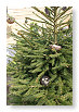 in de kerstboom?