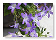 Mooie bloemen