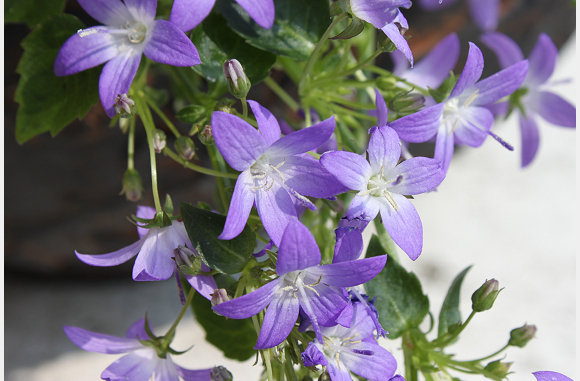 Mooie bloemen