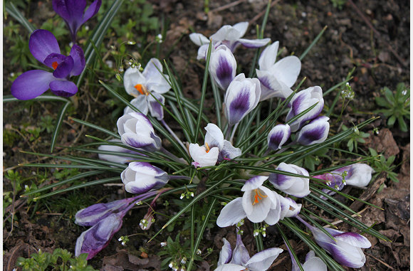 krokus