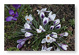 krokus
