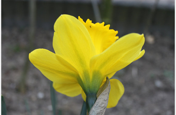 narcis