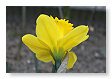 narcis
