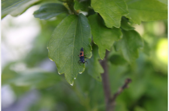 26 mei, lieveheersbeestjes baby's in de tuin