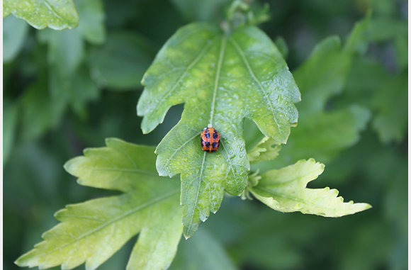 aan de luizen op de plant
