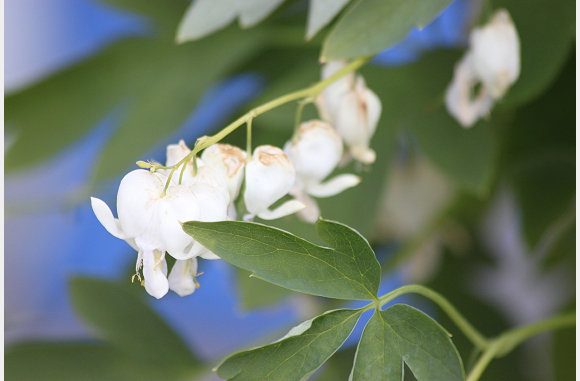 Hartjes blad, of zijn het gebroken hartjes