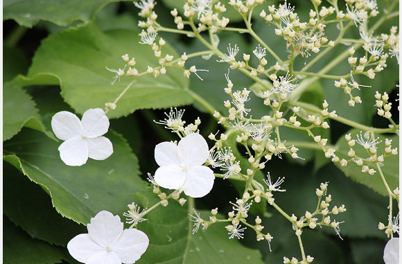 Klim hortensia