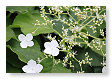 Klim hortensia