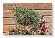 de rode bloemen in de hanging basket blijven komen