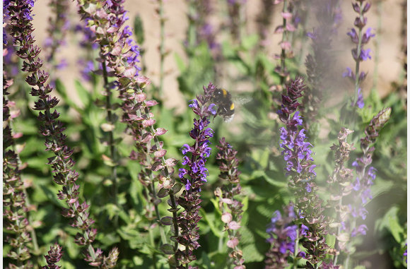 een bij of hommel  misschien wel een: