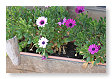 margrietjes