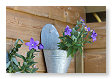 paarse bloemen