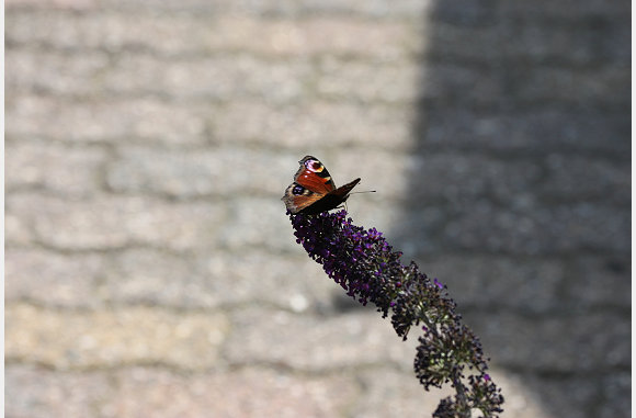 we hadden er veel vandaag in de tuin