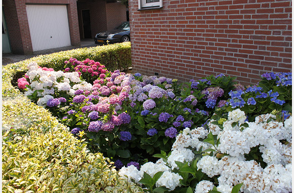 de heg mooi gesnoeid
