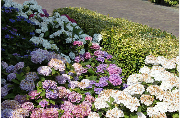 nog wat hortensia's voor