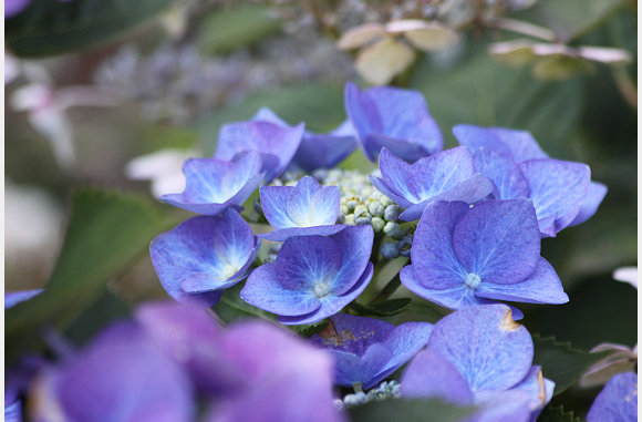 ben gek op blauw/paars
