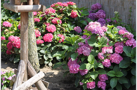 hortensia's in de achtertuin