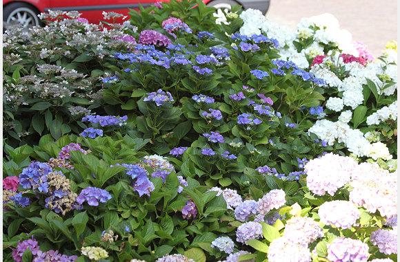 Hortensia's in volle bloei