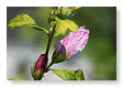sommige bloemen komen uit