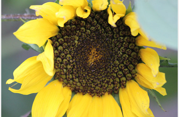 augustus 2011, zonnenbloemen