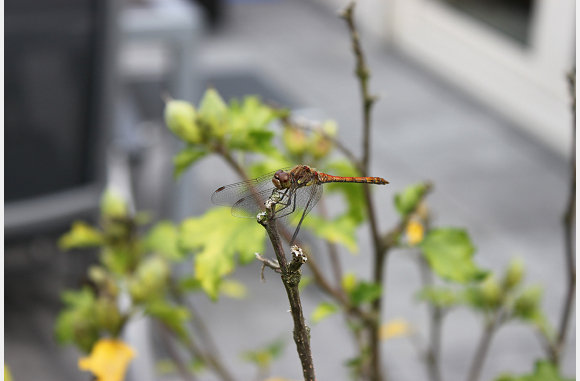 Begin sept een gast iin de tuin