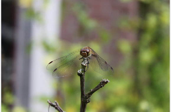 een libelle
