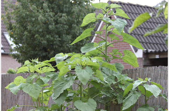 en sommige nog zonder bloem