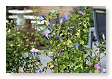 ook genoeg bloemen