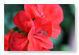 Mooie bloemen
