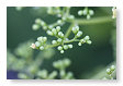 Planten in de knop