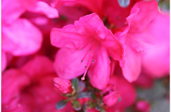 Voorjaar in de Tuin