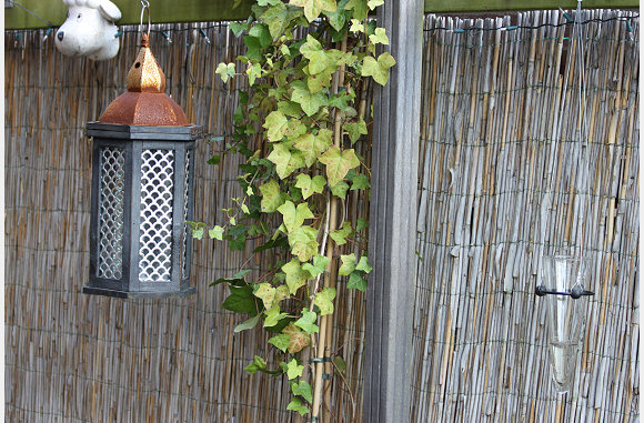 Hedera onder het afdak