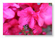 Voorjaar in de Tuin
