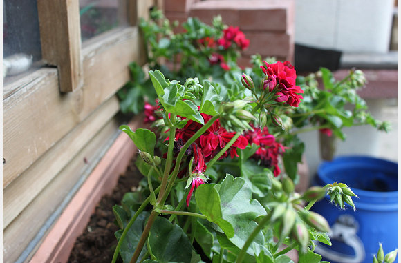 De geraniums zijn er ook weer