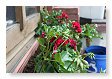 De geraniums zijn er ook weer