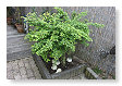 De Tuin 10 mei 2013