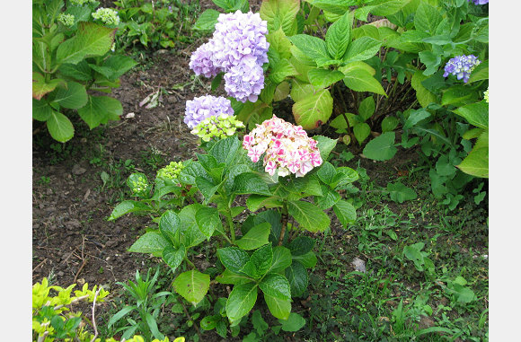 Kleine planten