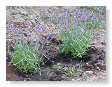 Lavendel