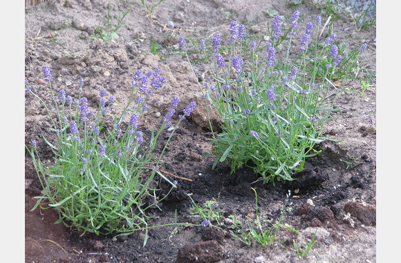 Lavendel