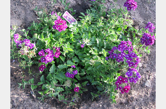 Verbena