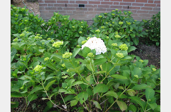 Maar de hortensia's staan prachtig