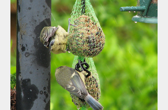 2 vogeltjes lekker aan het eten
